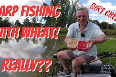 How Good is Wheat for Catching Carp? Let's Find Out!