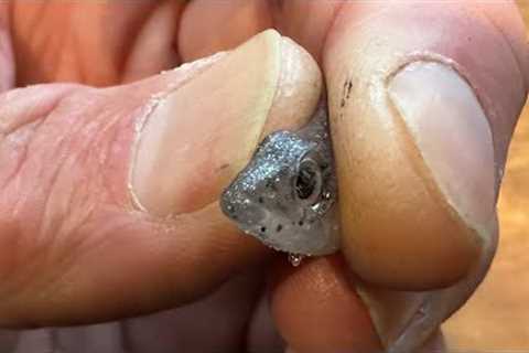The New Lure That Everyone Says Is Like Fishing Live Bait…