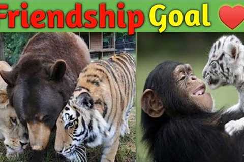Unusual Animal Friendships  ❤❤❤ |Daily Smile|