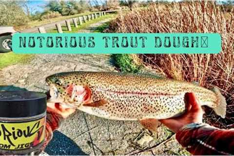 Lake Camanche Trout Fishing With Notorious Trout Dough