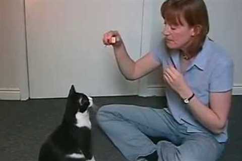 Toilet Train Your Cat