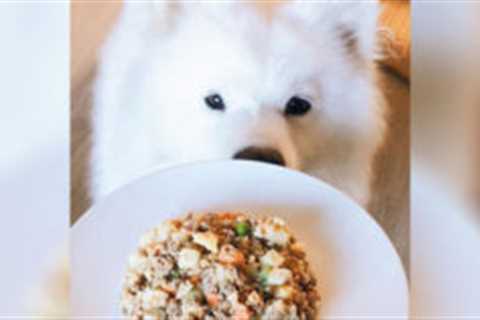 Company Researches 3,009 Dog Food Formulas And Finds ONLY 593 To Be Satisfactory