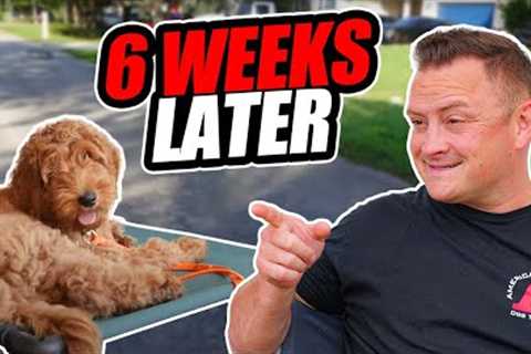 How to Train Your Puppy…THE FINAL RESULTS