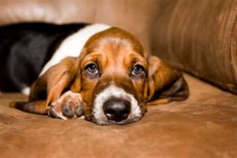 4 Reasons a Basset Hound is Licking or Biting Its Paws