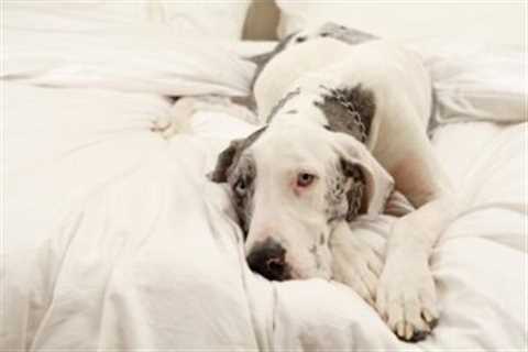 4 Reasons a Great Dane is Licking or Biting Its Paws
