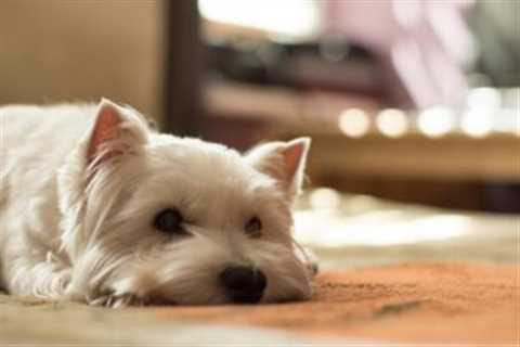 4 Reasons a Westie is Licking or Biting Its Paws