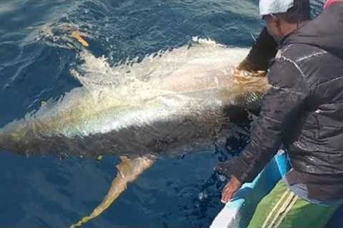 How to Handline Fishing tuna - Fishermen Catching Giant Tuna on The Sea