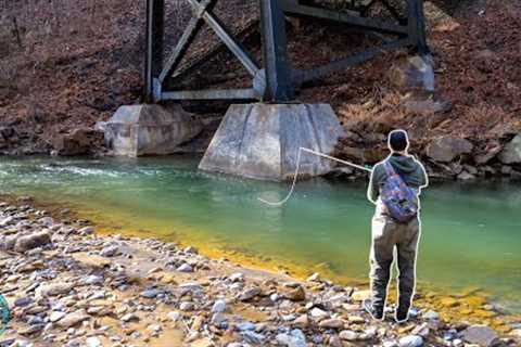 Fly Fishing a Creek with Tons of Trout!! (NEW PB)