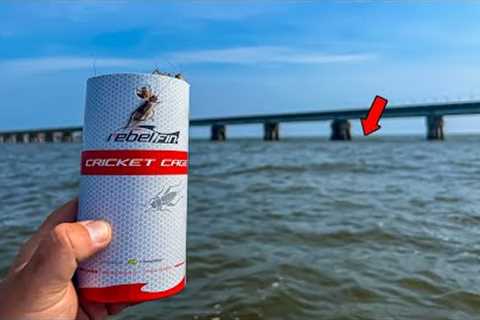 SECRET Sheepshead Bait Catches GIANT Fish!!
