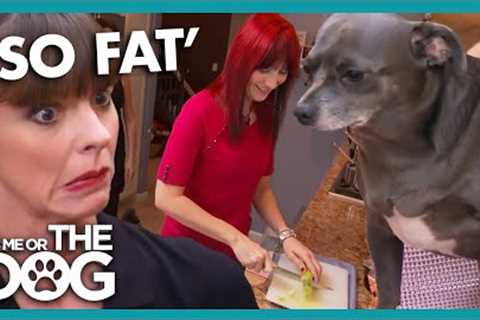 Overweight Chihuahuas Have a Private Chef | It's Me or The Dog