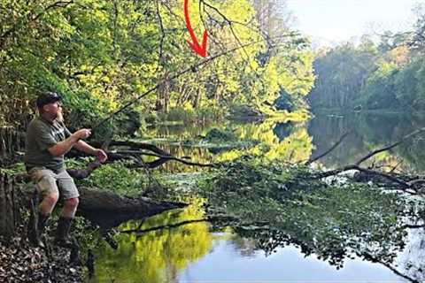 BLUEGILL Fishing With a Cane Pole Along a Riverbank!! (Catch Clean Cook)!!