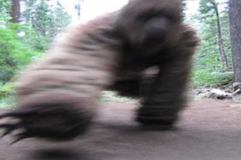 UNKNOWN ANIMAL GRABS TRAIL CAMERA!