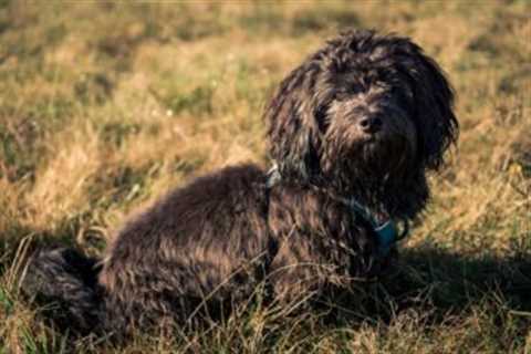4 Reasons a Havanese is Licking or Biting Its Paws