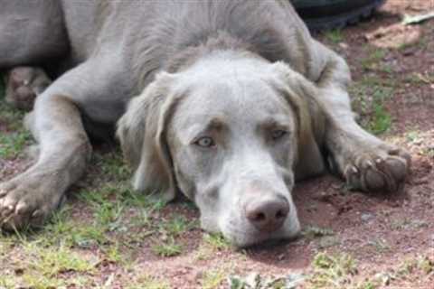 4 Reasons a Weimaraner is Licking or Biting Its Paws