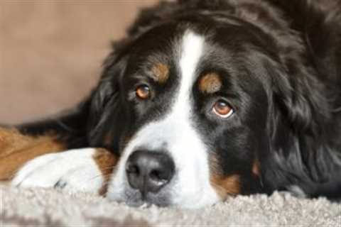 4 Reasons a Bernese Mountain is Licking or Biting Its Paws