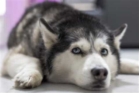 4 Reasons a Husky is Licking or Biting Its Paws