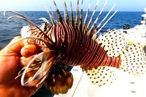 Trash Fish or Treasure - Catch Clean and Cook Lion Fish