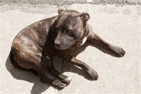 4 Reasons a Staffordshire Bull Terrier is Licking or Biting Its Paws