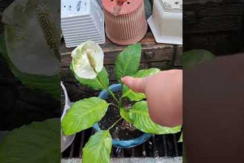 Simple landscape design of my garden/Planting vegetables