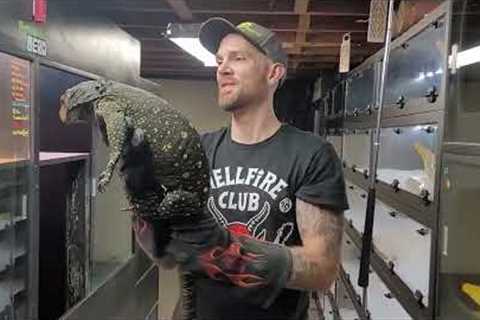 Breeding Croc Monitors Continued- learning together!