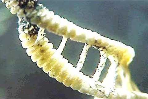 Scientists Just Revealed That Advanced Civilizations May Have Hidden Messages Within Our DNA