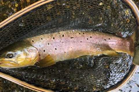 MY WAY Fly-Fishing Tips and Suggestions, March 2023