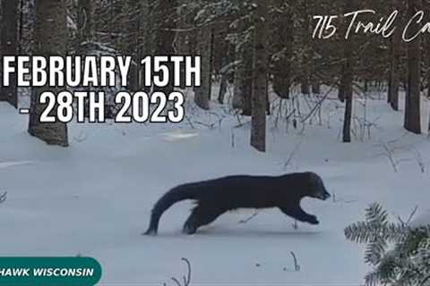 February 15th - 28th 2023 Tomahawk Wisconsin Trail Camera Highlights