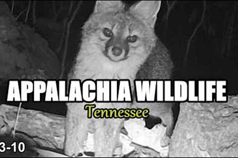 Appalachia Wildlife Video 23-10 from Trail Cameras in the Foothills of the Great Smoky Mountains
