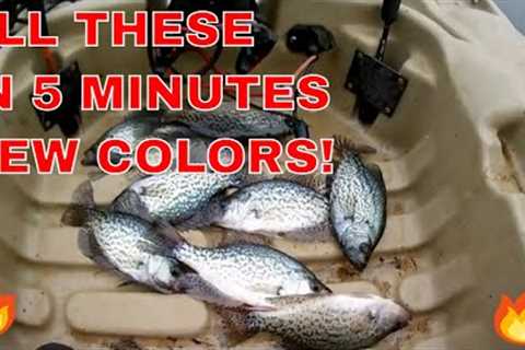 CRAPPIE STACKED UP IN 20 INCHES OF CLEAR WATER! GO FISH RIGHT NOW TO CATCH LIKE THIS