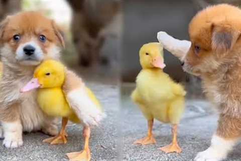 Best Adorable Animal Friendships in the World (Part 1)