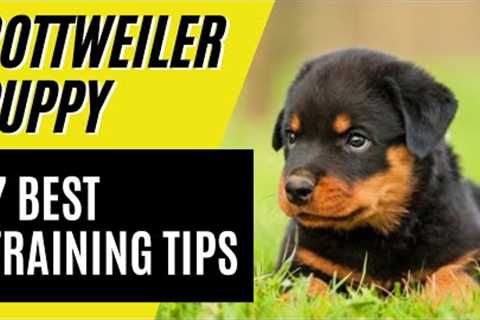 7 BEST Rottweiler Puppy Training Tips - How to train a Rottweiler
