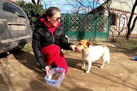 So sad to See this Poor Stray Dog who just Wants Human's Love