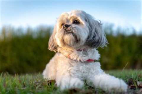 4 Reasons a Shih Tzu is Licking or Biting Its Paws