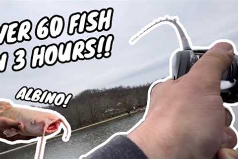 INSANE DAY OF FISHING AT SKY LAKE PAYLAKE!! (Nonstop catfish action!!)