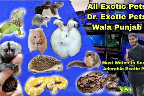 Hamsters, Squirrel, Rats ,Genuie Pig, Rabbits , Iguanas, Pythons, Gerbils @ Dr.Exotic Pets Wala
