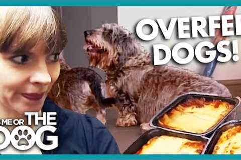 Owner Feeds Overweight Dog Birthday Cake? | TikTok Compilation