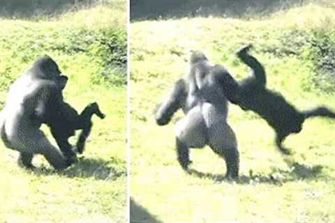 This Wildlife Experts Just Revealed That Chimpanzee's &amp; Gorillas Are Going To War For The First ..