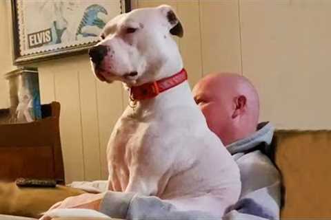 When Your Dog Is Not Your Pet…😍 Funny Dog and Human Moments