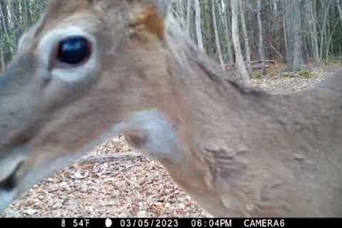 Aerial footage at the end of...? (you'll see).  Also, deer, raccoons, owl &amp; more.