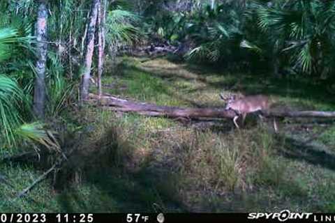 Central Florida Trail Cam 2022-2023 Season Pt. 3