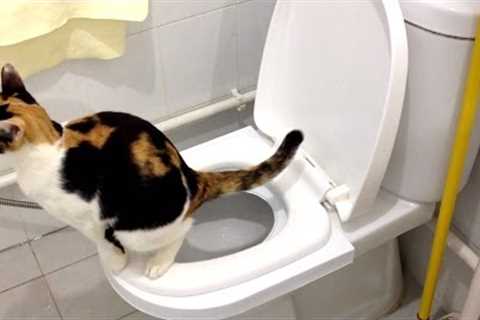 [Step by Step] Cat Toilet Training