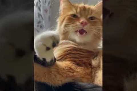 Funniest Animal Friendships Compilation 🐷😻 Funny Animal Videos 🐶🐔 Try Not to Laugh