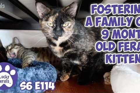 Fostering A Family Of 9 Month Old Feral Kittens | S6 E114 | Lucky Ferals Cat Videos