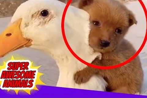 Top 10 Best Animal Friendships in the World Caught on Camera