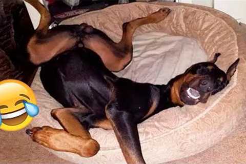 Funny Animal Videos 2023 😂 - Funniest Dogs And Cats Videos 😺😍#39