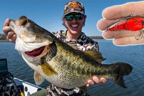 Fishing for Shallow Water GIANTS!
