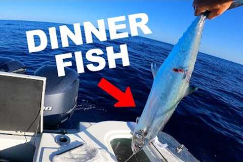 Wild Caught Fish Steaks: Catch and Cook
