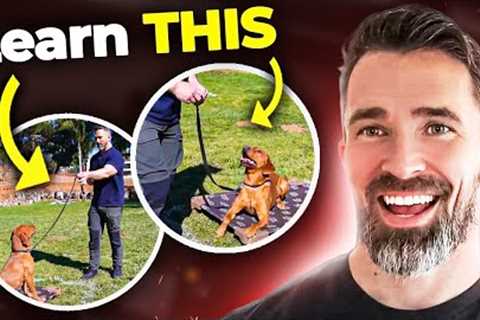 Teaching the Stay Command: Tips, Techniques, and Troubleshooting for Dog Owners