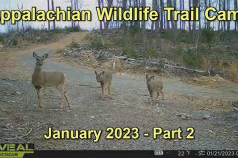 Appalachian Wildlife Trail Cams  - January 2023  - Part 2