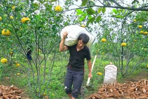The miserable life of a guy in the mountains of Northeast Vietnam. Harvesting and preserving cassava